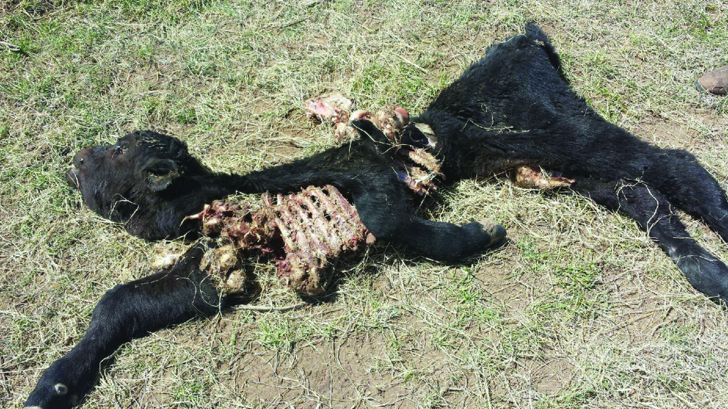 Animal mutilations were found near Huerfano Butte this last week