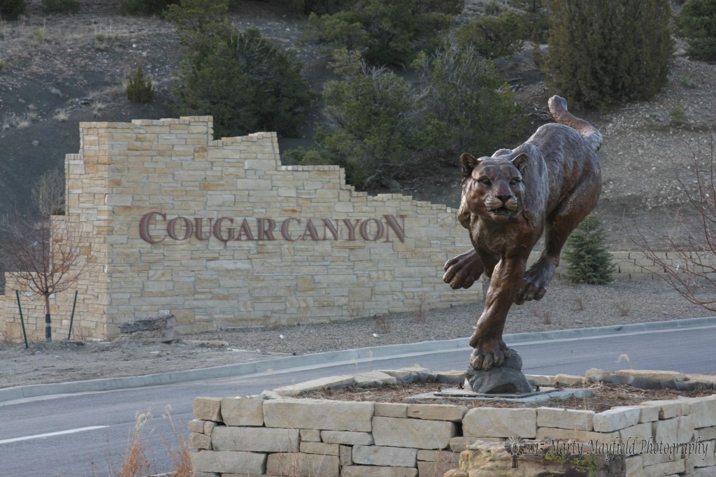 Cougar Canyon Cougar_ 001