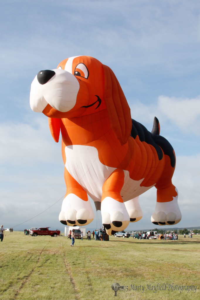 Beagle Maximus was present and on the field with a smile Saturday morning at the 2015 International Santa Fe Trail Balloon Rally