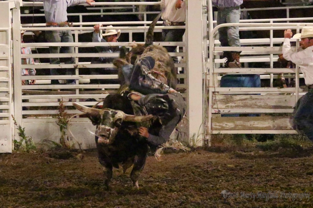 It was a long night for the bull riders or should we say it was a real quick ride as it turned out for Ace Rainwater. The bulls won the contest 9-0 as most riders could only hold on for a couple seconds as the bulls spun and twisted to topple the cowboys Friday evening at the Raton Rodeo.
