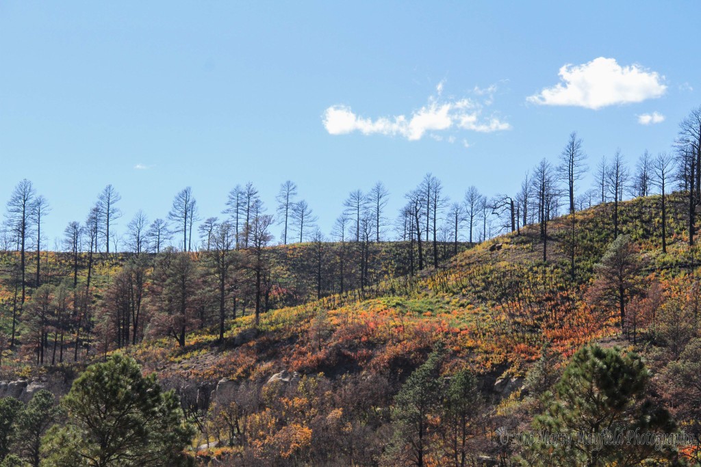 Fall Foliage covers the hill on the north side of Lake Maloya later that fall after the Track Fire