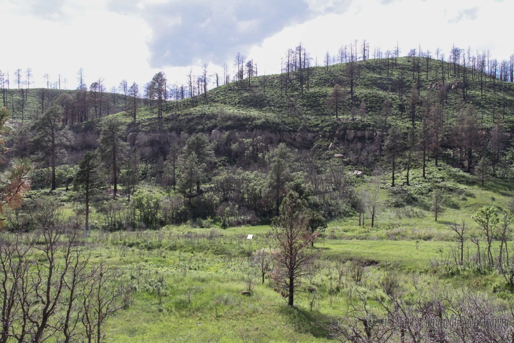 One year after the Track Fire the hills around Lake Maloya were green and lush as oak brush returned to cover the landscape