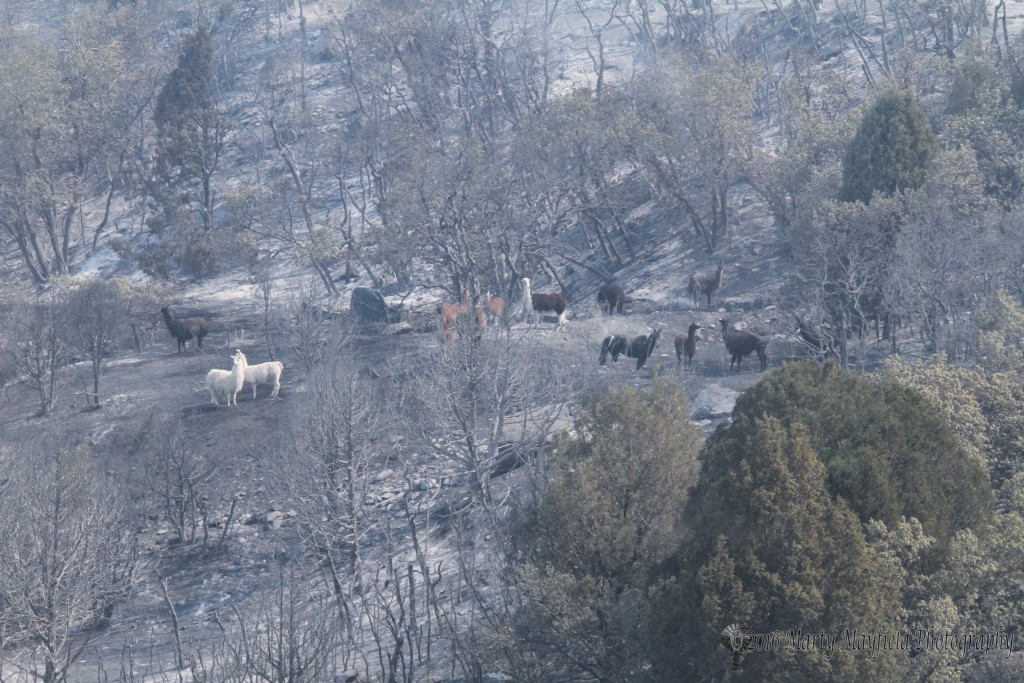These Llamas survived the Track Fire.