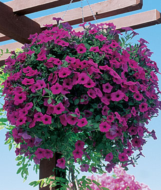 wave-petunia-purple